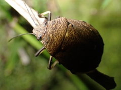 Platycoris bipunctatus