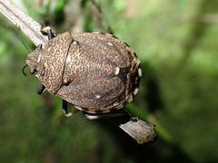 Platycoris bipunctatus