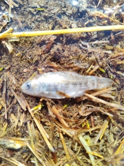 Cyprinodon macularius