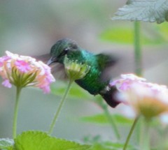 Chlorostilbon mellisugus