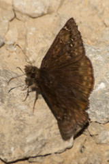 Erynnis juvenalis