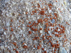 Polycauliona luteominia luteominia