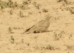 Calandrella brachydactyla