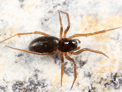 Disembolus corneliae