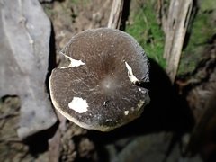 Lactifluus wirrabara