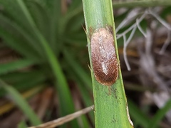 Lepidoptera