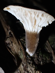 Lactifluus wirrabara