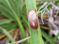 Lepidoptera
