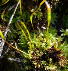 Tortula subulata