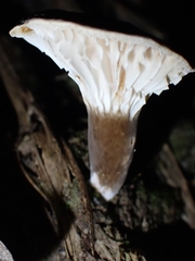 Lactifluus wirrabara