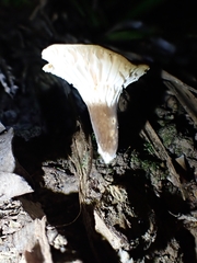 Lactifluus wirrabara