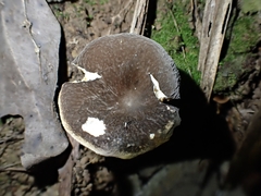Lactifluus wirrabara