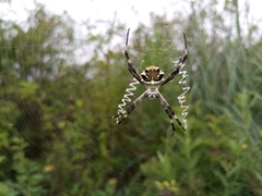 Argiope argentata