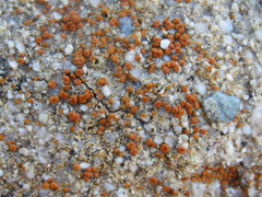 Polycauliona luteominia luteominia