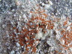 Polycauliona luteominia luteominia