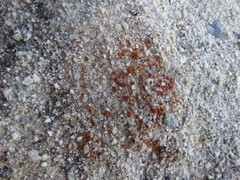 Polycauliona luteominia luteominia