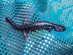 Plethodon glutinosus