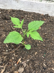 Solanum lycopersicum