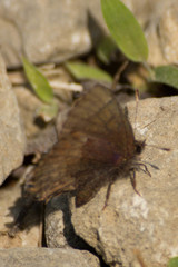 Callophrys henrici