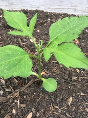 Solanum lycopersicum
