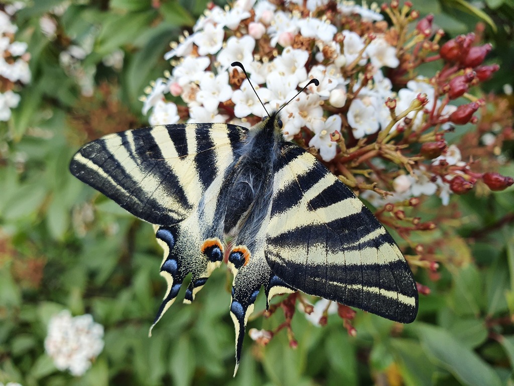 Iberian Scarce Swallowtail