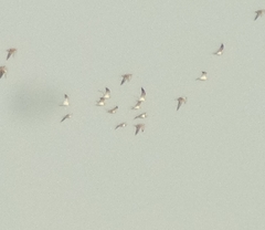 Pterocles alchata