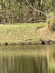 Alligator mississippiensis