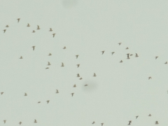 Pterocles alchata