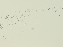 Pterocles alchata