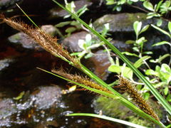 Carex chathamica