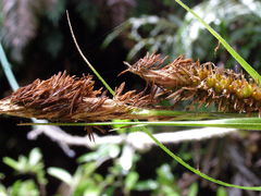Carex chathamica