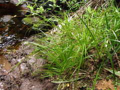 Carex chathamica