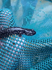 Plethodon glutinosus