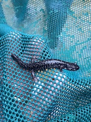 Plethodon glutinosus