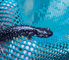 Plethodon glutinosus