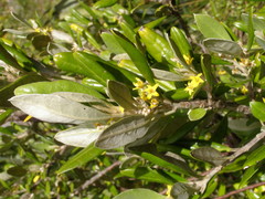 Corokia macrocarpa