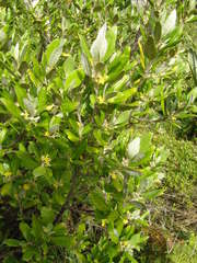Corokia macrocarpa