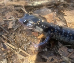 Plethodon teyahalee
