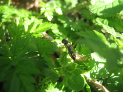 Meliscaeva auricollis