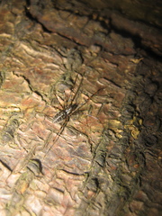 Drapetisca socialis