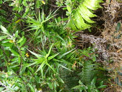 Dracophyllum arboreum
