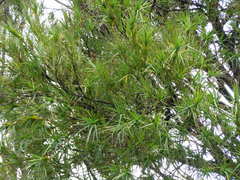 Dracophyllum arboreum