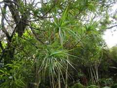 Dracophyllum arboreum