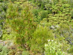 Dracophyllum arboreum