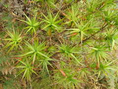 Dracophyllum arboreum