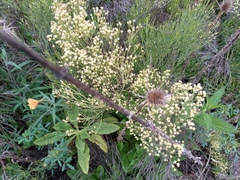 Baccharis notosergila