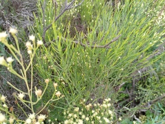 Baccharis notosergila