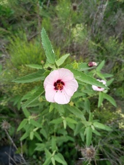 Pavonia hastata