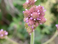 Verbena bonariensis