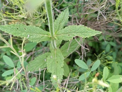 Verbena bonariensis